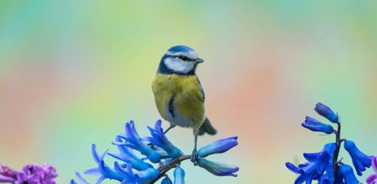 Посрещаме астрономическата пролет