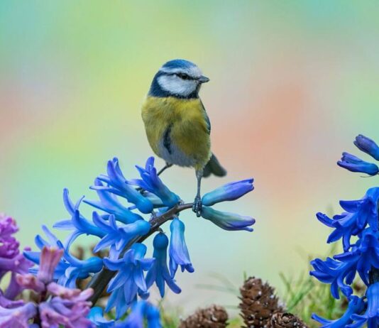 Посрещаме астрономическата пролет