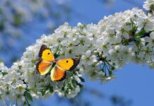 Слънчев понеделник: Температурите достигат 25° преди очакваното застудяване