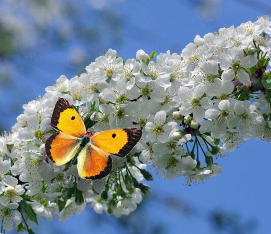 Слънчев понеделник: Температурите достигат 25° преди очакваното застудяване