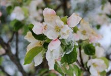 Внимание, слана: Жълт код за отрицателни температури в 7 области (КАРТА)