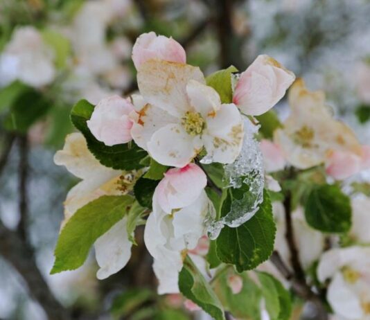Внимание, слана: Жълт код за отрицателни температури в 7 области (КАРТА)